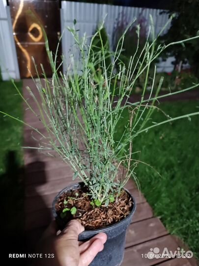 Ракитник Зеландия