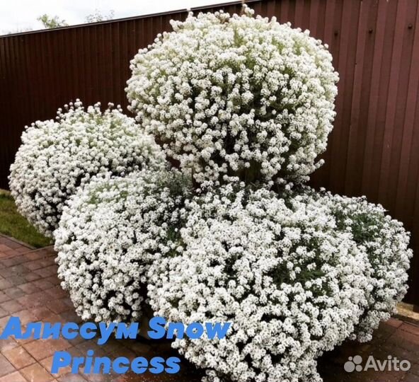 Алиссум Snow Princess, Лобелия star white и др