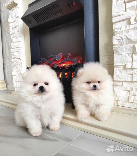 Кремовые померанцы с документами РКФ