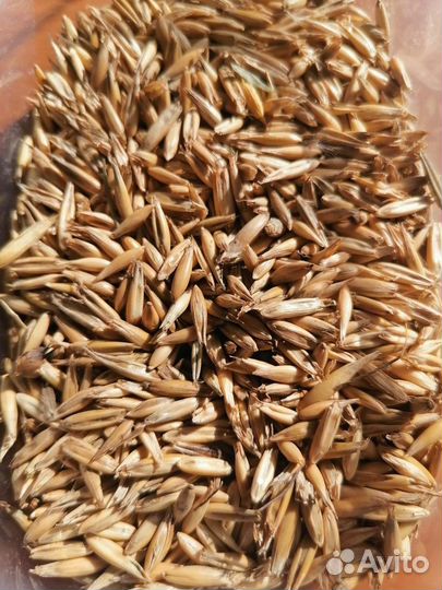 Пшеница, ячмень, овёс, отруби, кукуруза,комбикорма