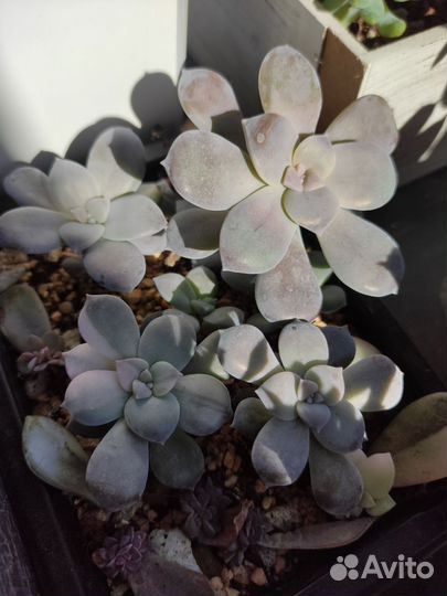 Суккуленты коллекционные