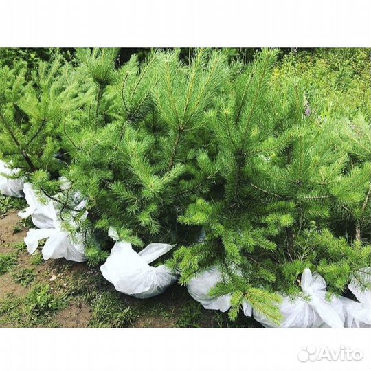 Саженцы Ели Сосны Берёзы