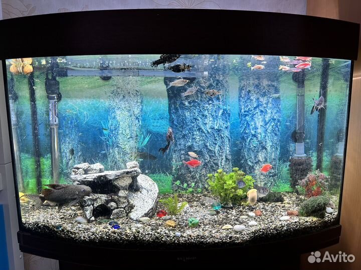 Аквариум с тумбой 120 литров. Весь комплект и рыбы