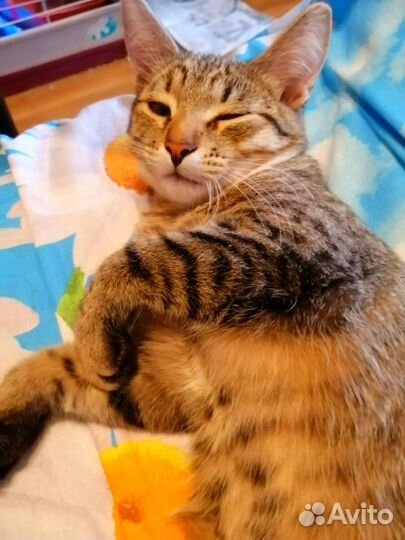 Когда мама приедет В дар котенок 4 мес