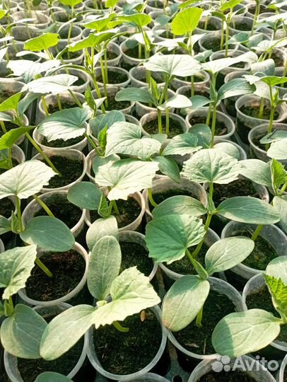 Рассада помидор