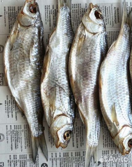 Рыбец каспийский, вобла, лещ и другая рыба