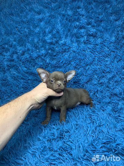 Мальчик чихуахуа