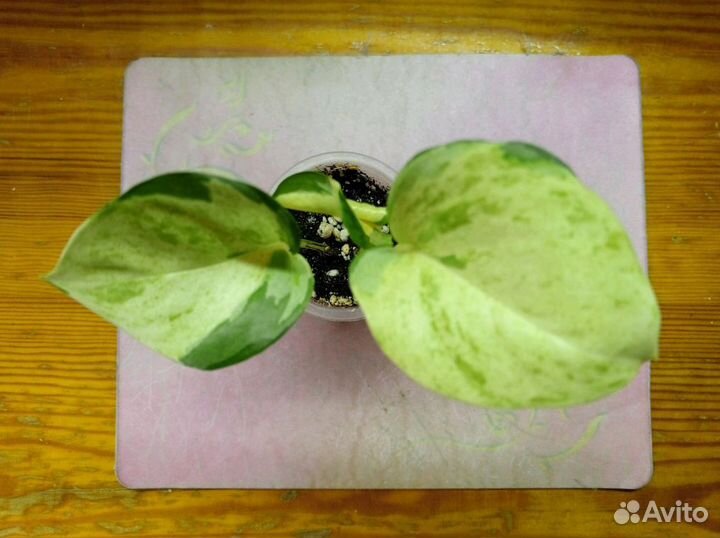 Эпипремнум хэппи лиф