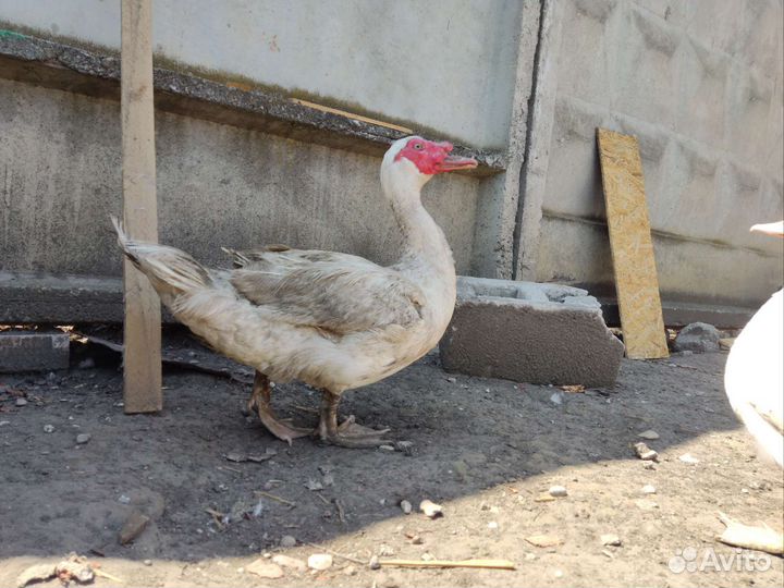 Мускусные утки семья