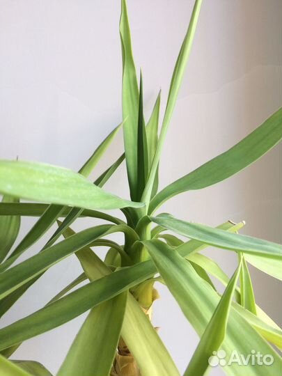 Пальма Юкка слоновая 4 ствола 65 см (с горшком)