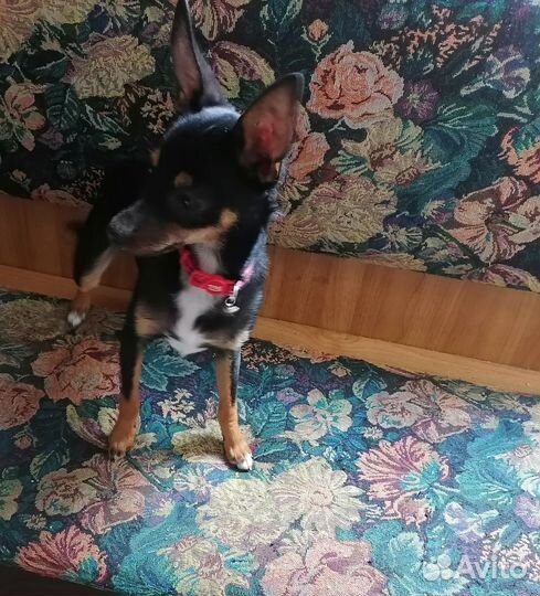 Вязка собак той терьеров