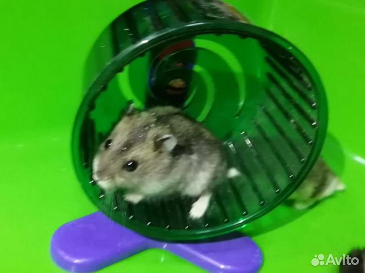 Джунгарский хомячок