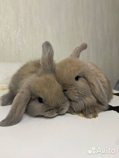 Карликовый вислоухий барашек