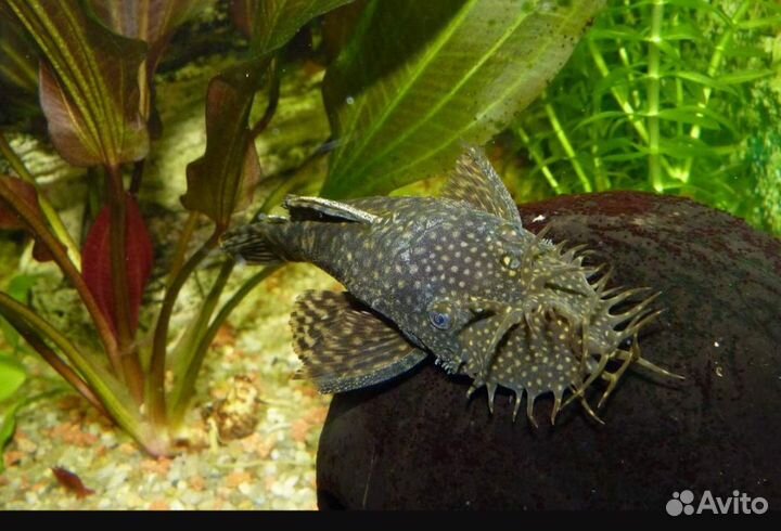 Сом анциструс