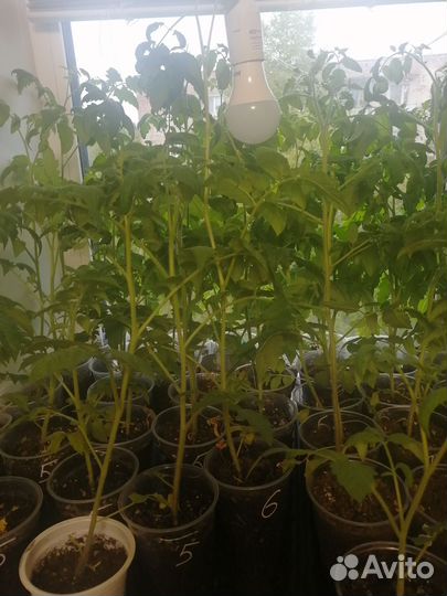 Продам рассаду перца и баклажан
