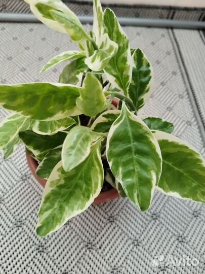 Комнатные цветы