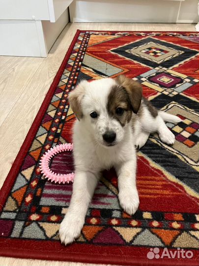 Собака в добрые руки отдам бесплатно