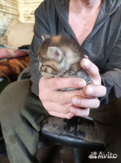 Отдам кота в добрые руки иркутск