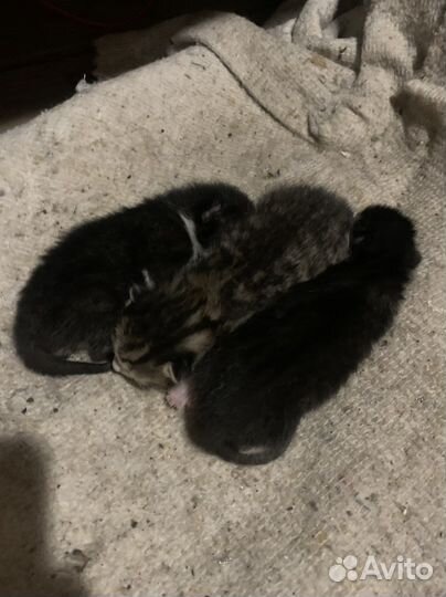 Отдам котят