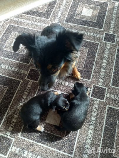 Той-терьер щенки