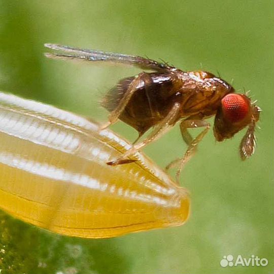 Энтомофаги для борьбы с вредителями