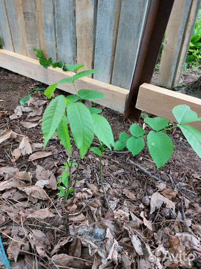 Грецкий орех (саженцы)