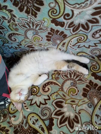 Котёнок и кошка в добрые руки бесплатно