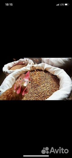 Зерно пшеница