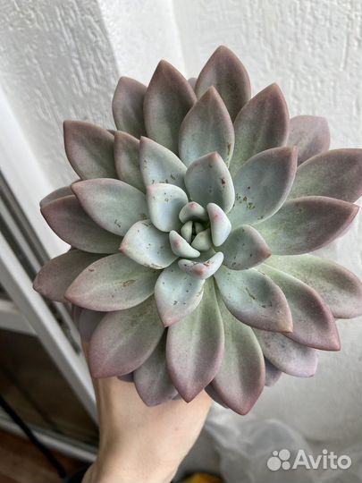 Граптоверия Опалина суккулент