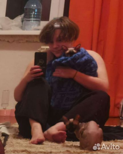 Передержка животных