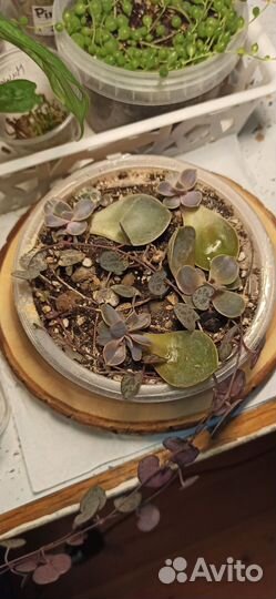 Церопегия вуда