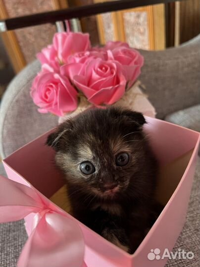 Котята в добрые руки даром