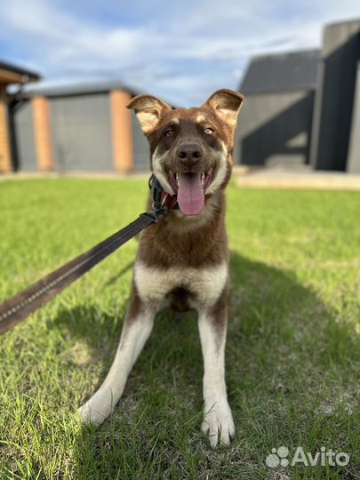 Метис хаски