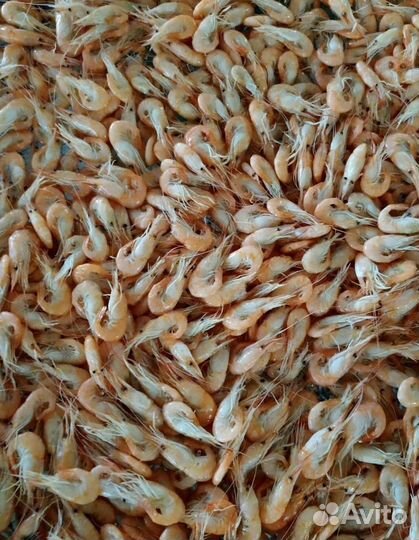 Креветка свежемороженная