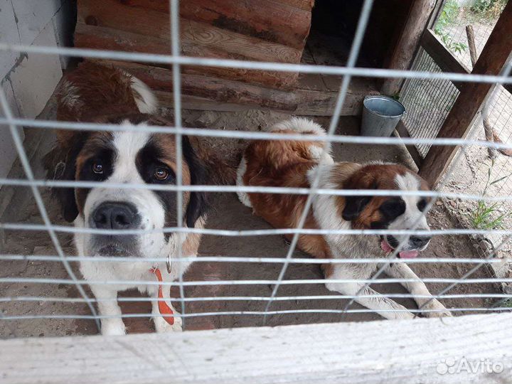 Вязка Московская сторожевая