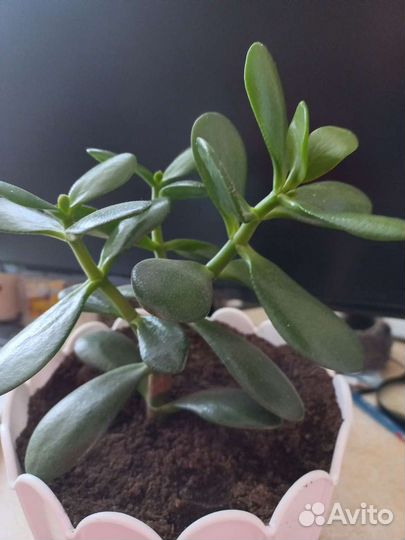 Толстянка (Денежное дерево)