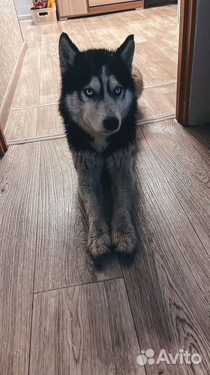 Отдам бесплатно собаку