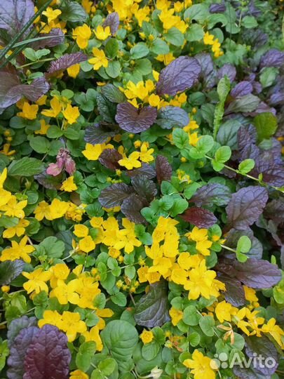 Почвопокровные растения