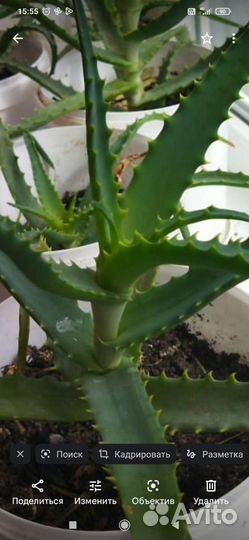 Лечебные цветы