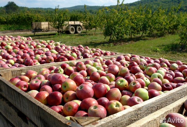 Сборщик. Вахта