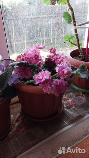 Фиалка укорененные листики