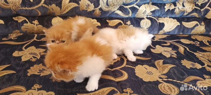 Персидская