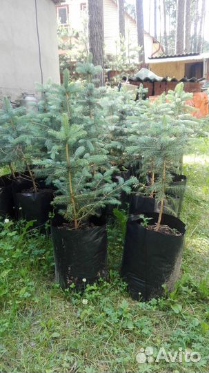 Ель голубая колючая