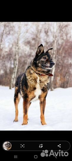 Старичок без зубов из приюта