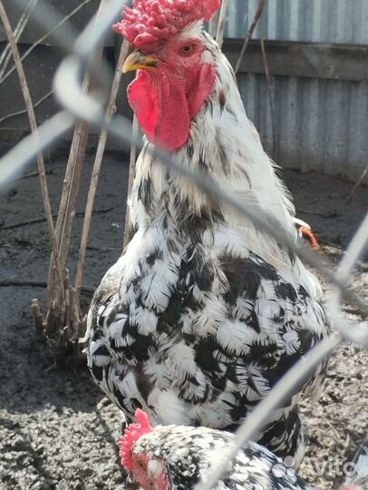 Петухи Ливенский и Маран чëрномедный