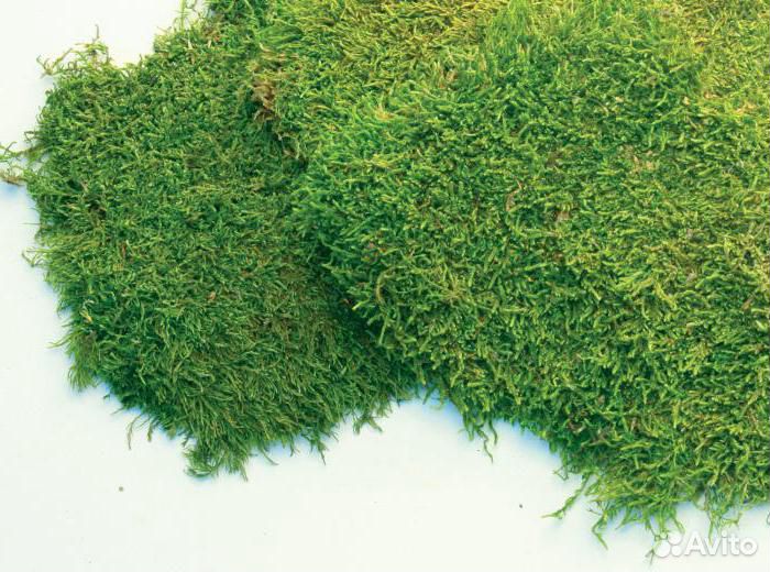 Стабилизированный мох Пласты