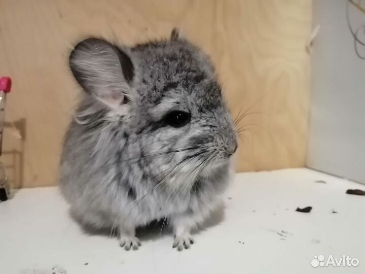 Королевская ангора