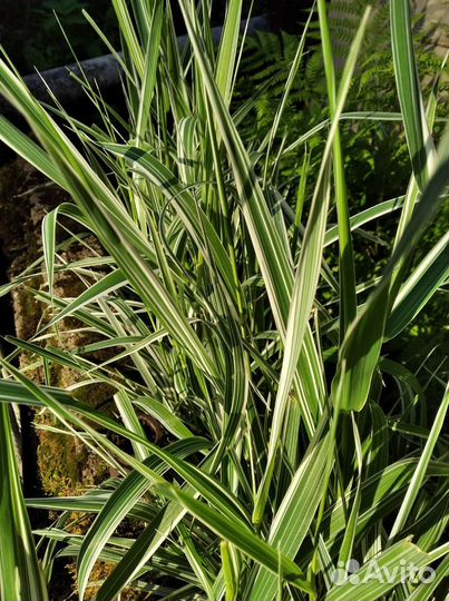 Ирис, папортник, осока