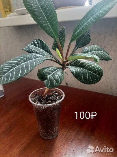 Цветы домашние в горшках