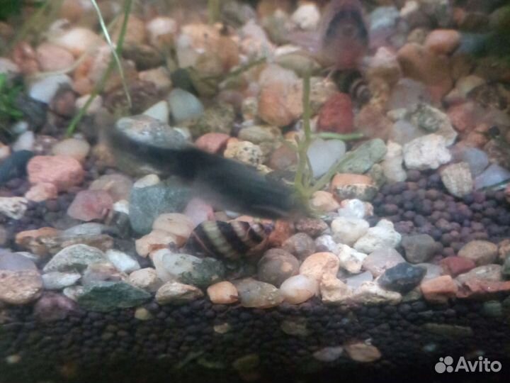 Улитка Хелена